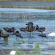 Ibis falcinelles